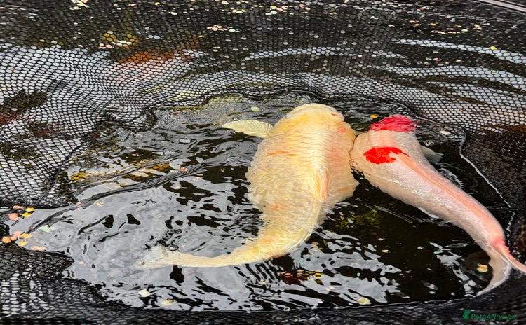 Koi Carp fish - Advert 1