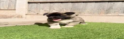Akita dogs for sale: American Akita puppy’s for sale - Advert 12