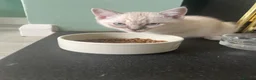 Ragdoll cats for sale: 8 gorgeous ragdoll kittens for sale - Advert 3