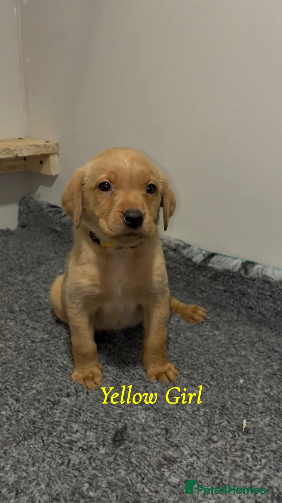 Labrador Retriever dogs for sale: 🐾 Exceptional KC Reg Labrador Puppies 🐾 - Advert 10