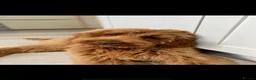 Goldendoodle dogs for sale: Beautiful goldendoodles  - Advert 2