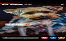 Yorkshire Terrier dogs for sale: Silver Yorkie Girl - Advert 1