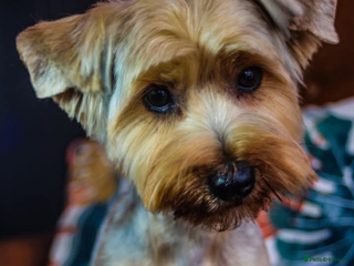 Yorkshire Terrier dogs Silver Yorkie Girl - Advert 2