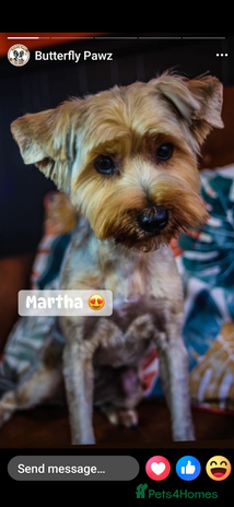 Yorkshire Terrier dogs Silver Yorkie Girl - Advert 1