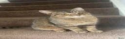 Mixed Breed cats for sale: Kittens for sale  in Keighley - Advert 1