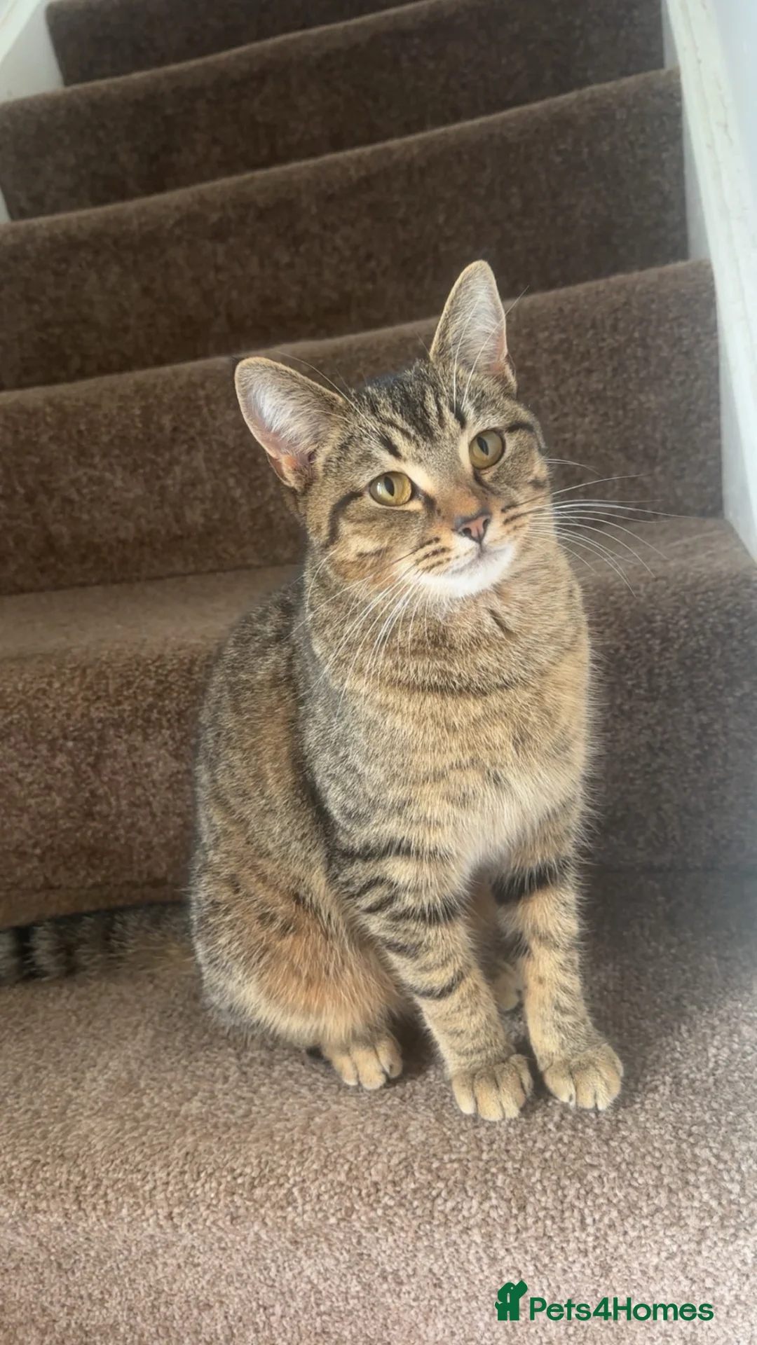Mixed Breed cats for sale: Kittens for sale  in Keighley - Advert 1