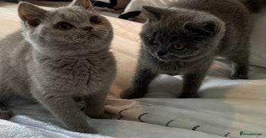 British Shorthair cats - Advert 11
