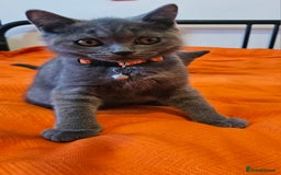 British Shorthair cats for sale: British Shorthair  - Image 16