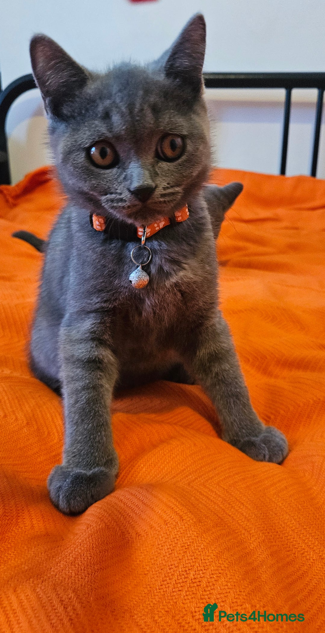 British Shorthair cats for sale: British Shorthair  - Image 16