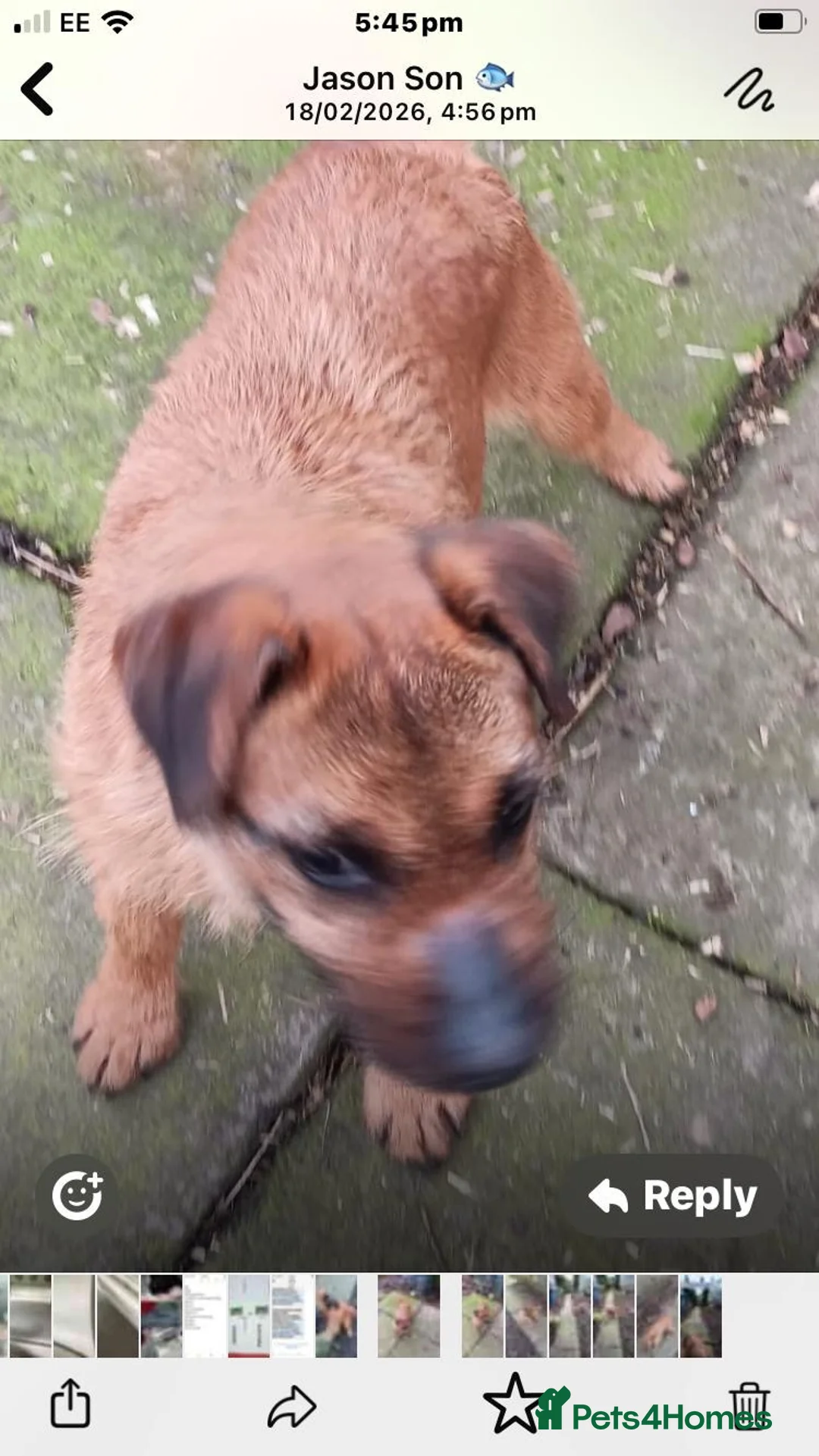 Lakeland Terrier dogs for sale: Red Terrier Lakeland  in Preston - Advert 2