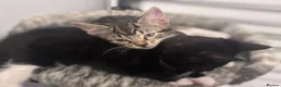 British Shorthair cats for sale: 🐾 Beautiful British Shorthair Cross Kittens - Advert 3