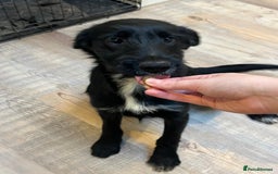 Mixed Breed dogs for sale: READY FOR HOMES - BorderCollieXLabradoodle Puppies in Oswestry - Advert 9