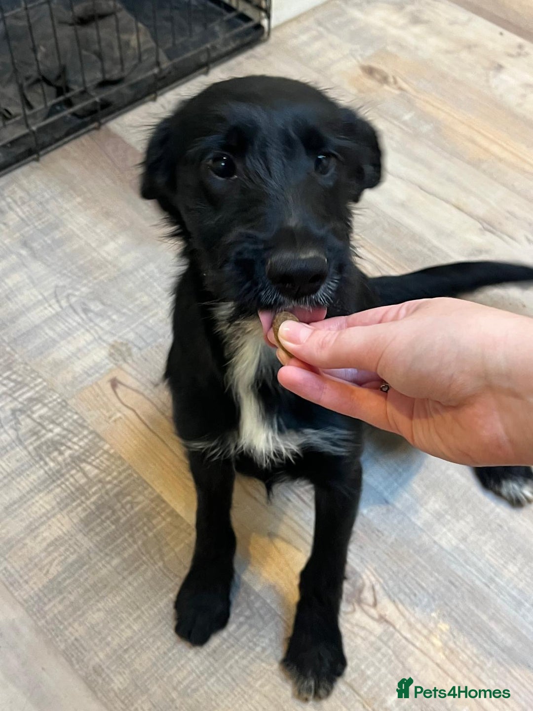 Mixed Breed dogs for sale: READY FOR HOMES - BorderCollieXLabradoodle Puppies in Oswestry - Advert 9