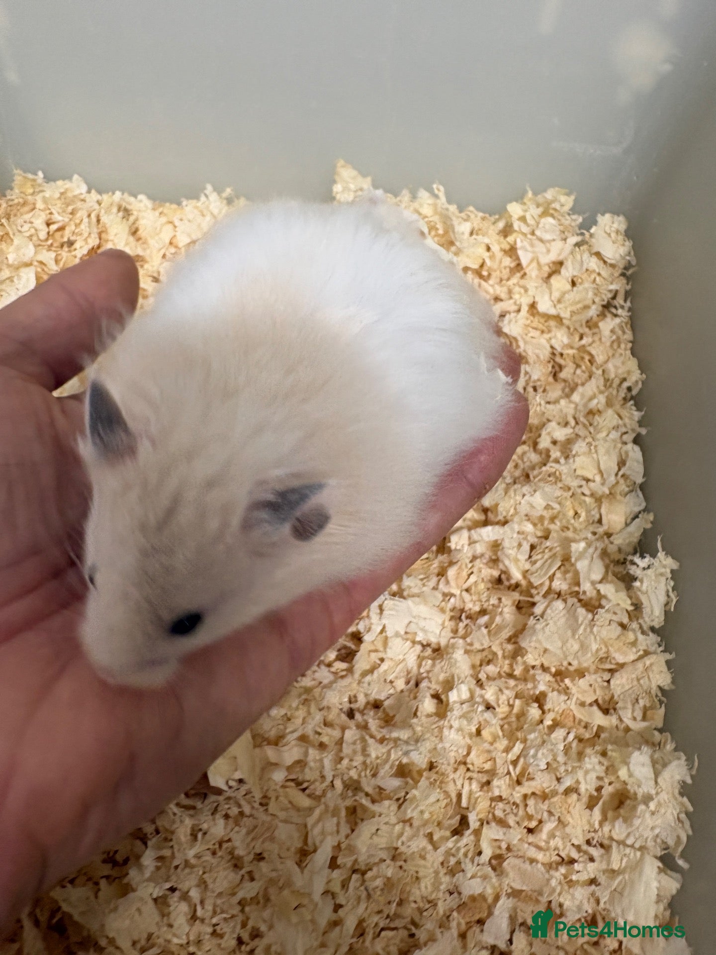 Hamster rodents for sale: Baby Syrian hamsters - Advert 12