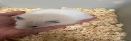 Hamster rodents for sale: Baby Syrian hamsters - Advert 6