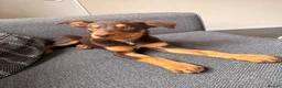 Mixed Breed dogs for sale: Australian Kelpie X Huntaway - Advert 7