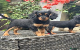 Cavapoo dogs for sale: Cavapoo rare black &tan health tested  - Image 3