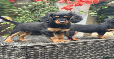 Cavapoo dogs - Advert 7