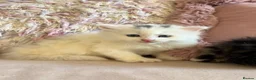 Siberian cats for sale: Three Very Fluffy Kittens!  - Advert 2