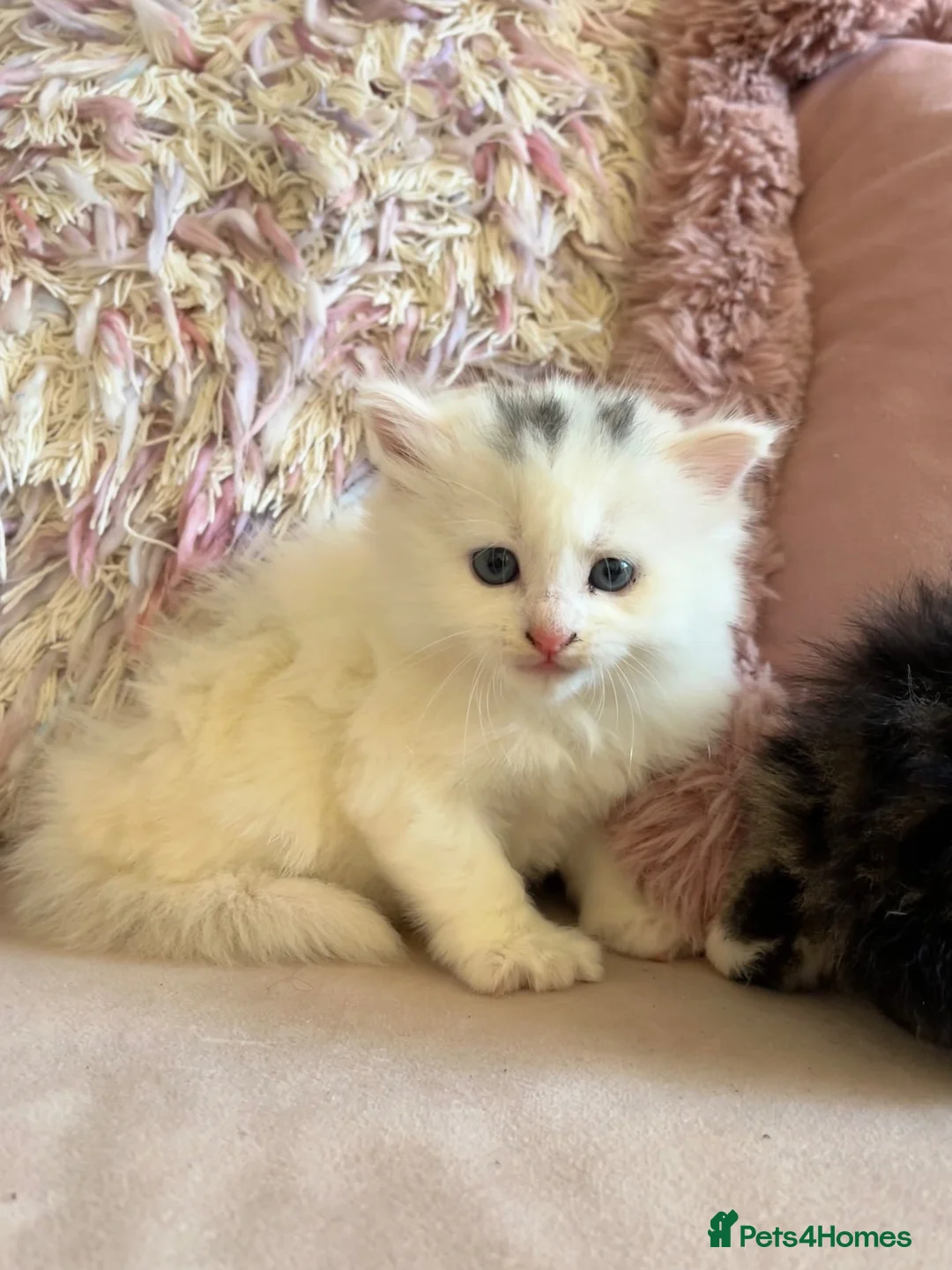 Siberian cats for sale: Three Very Fluffy Kittens!  - Advert 2