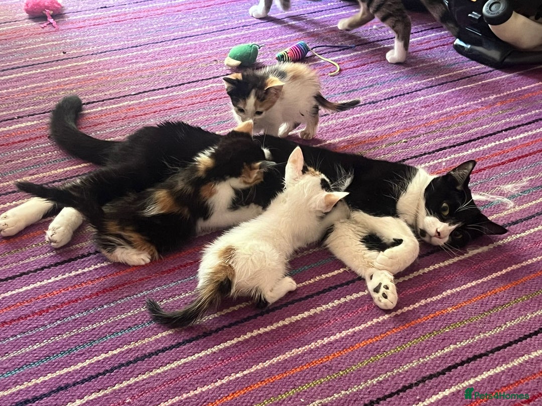 Mixed Breed cats for adoption: 2 x rescue kittens ready to leave 21 July onwards - Image 1