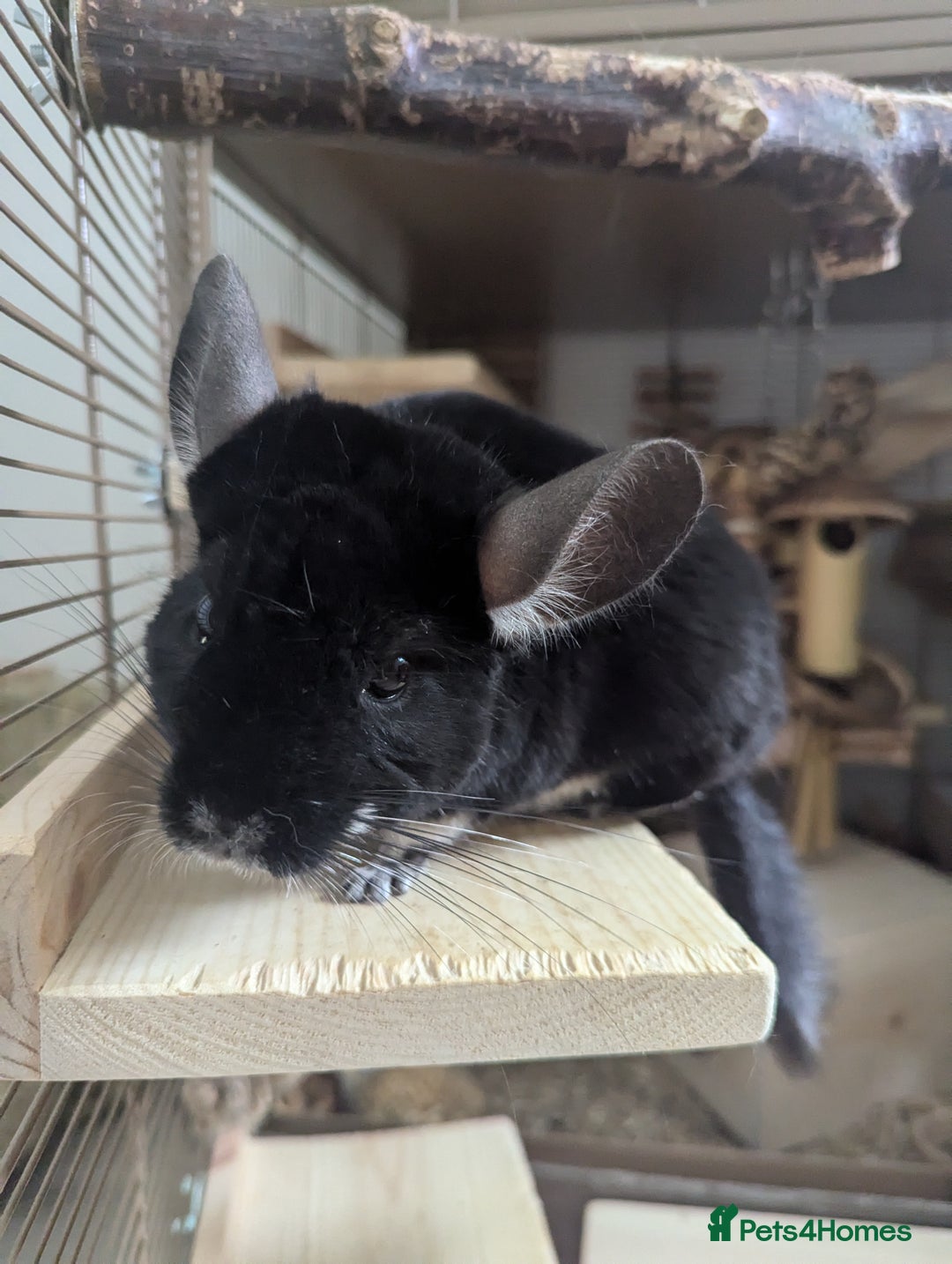 Chinchilla rodents for sale: Two Male Chinchillas with Cage and Set-Up - Advert 17