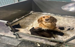 Cocker Spaniel dogs for sale: Two stunning chocolate cocker male pups available - Image 2