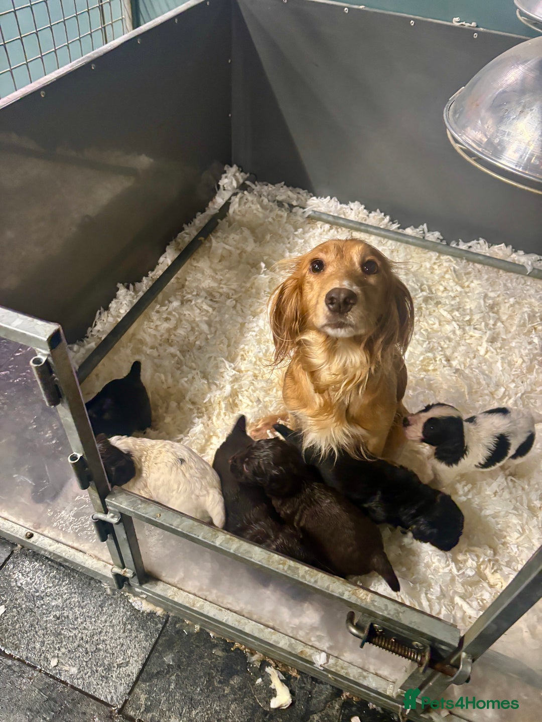 Cocker Spaniel dogs for sale: Two stunning chocolate cocker male pups available - Image 2