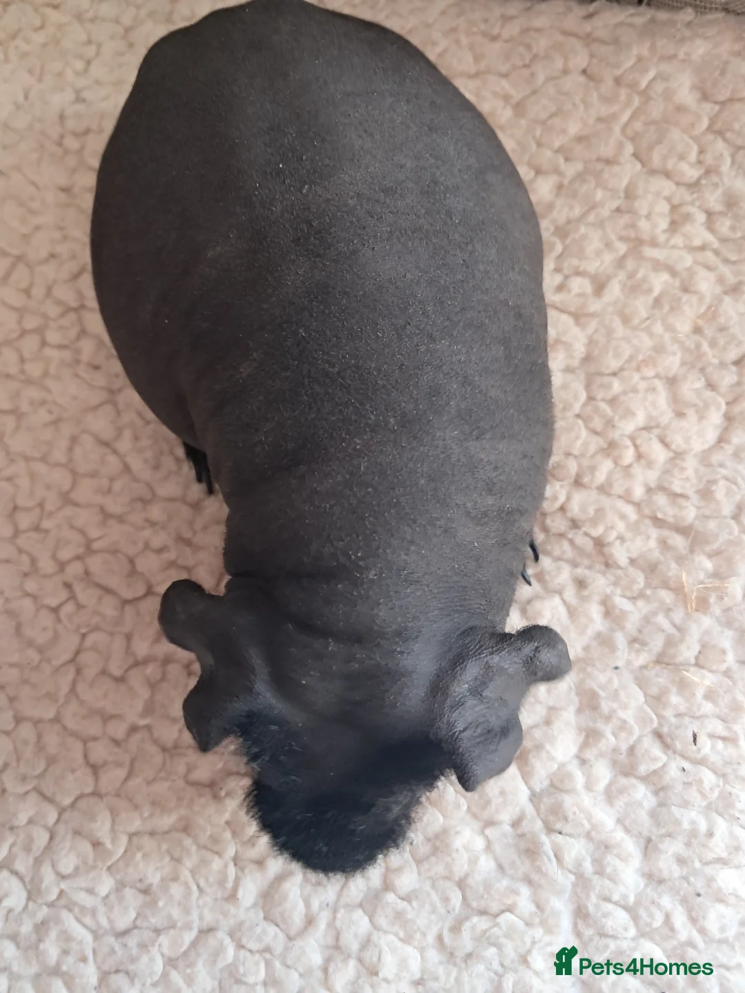 Guinea Pig rodents for sale: BEAUTIFUL SKINNY PIGS in Truro - Advert 1