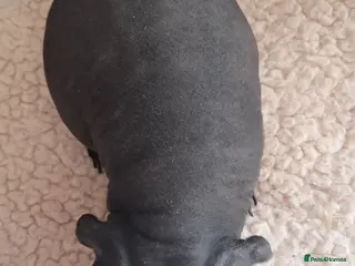 Guinea Pig rodents BEAUTIFUL SKINNY PIGS - Advert 1