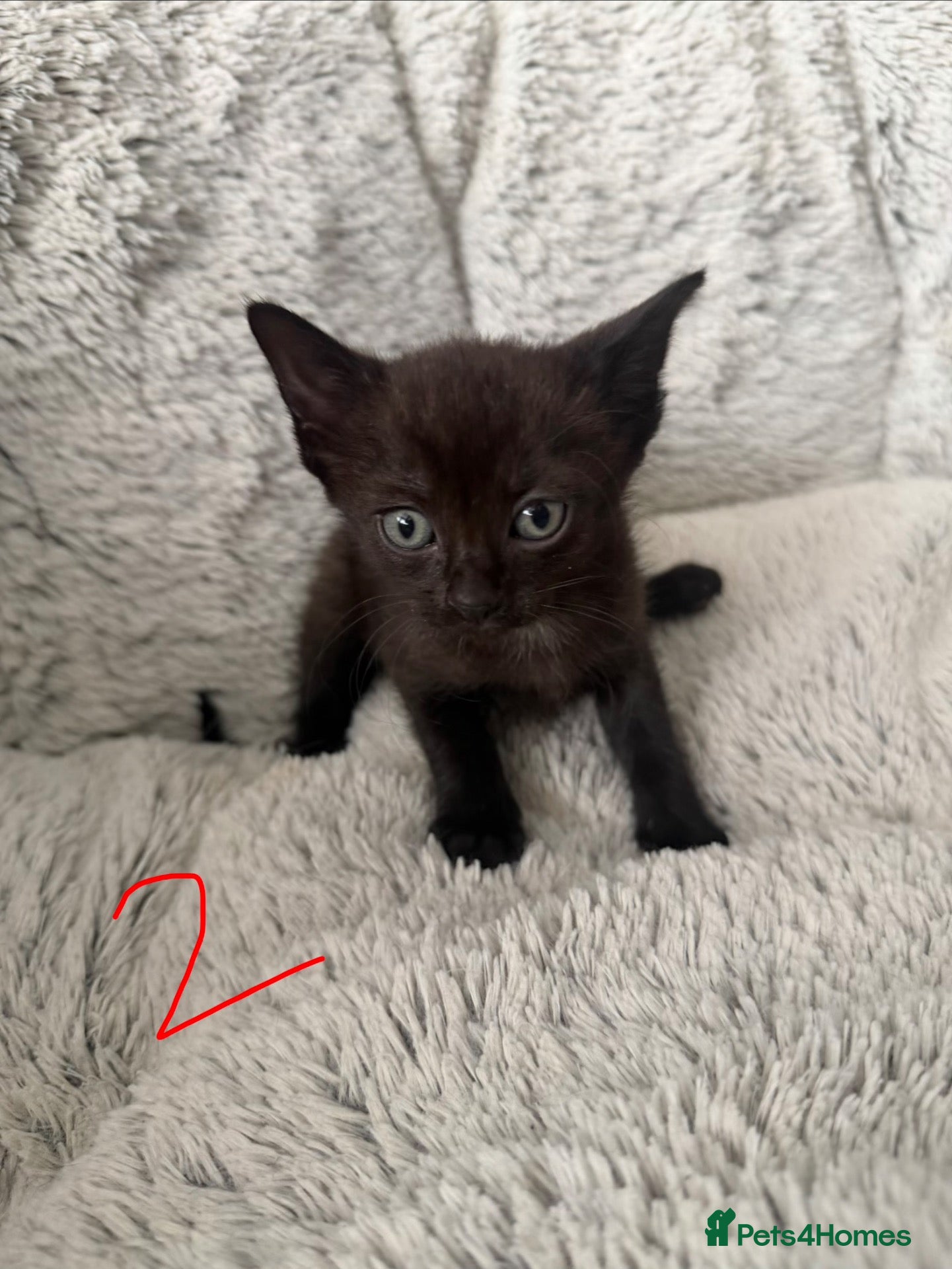Mixed Breed cats Sphynx Mix Kittens  - Advert 5