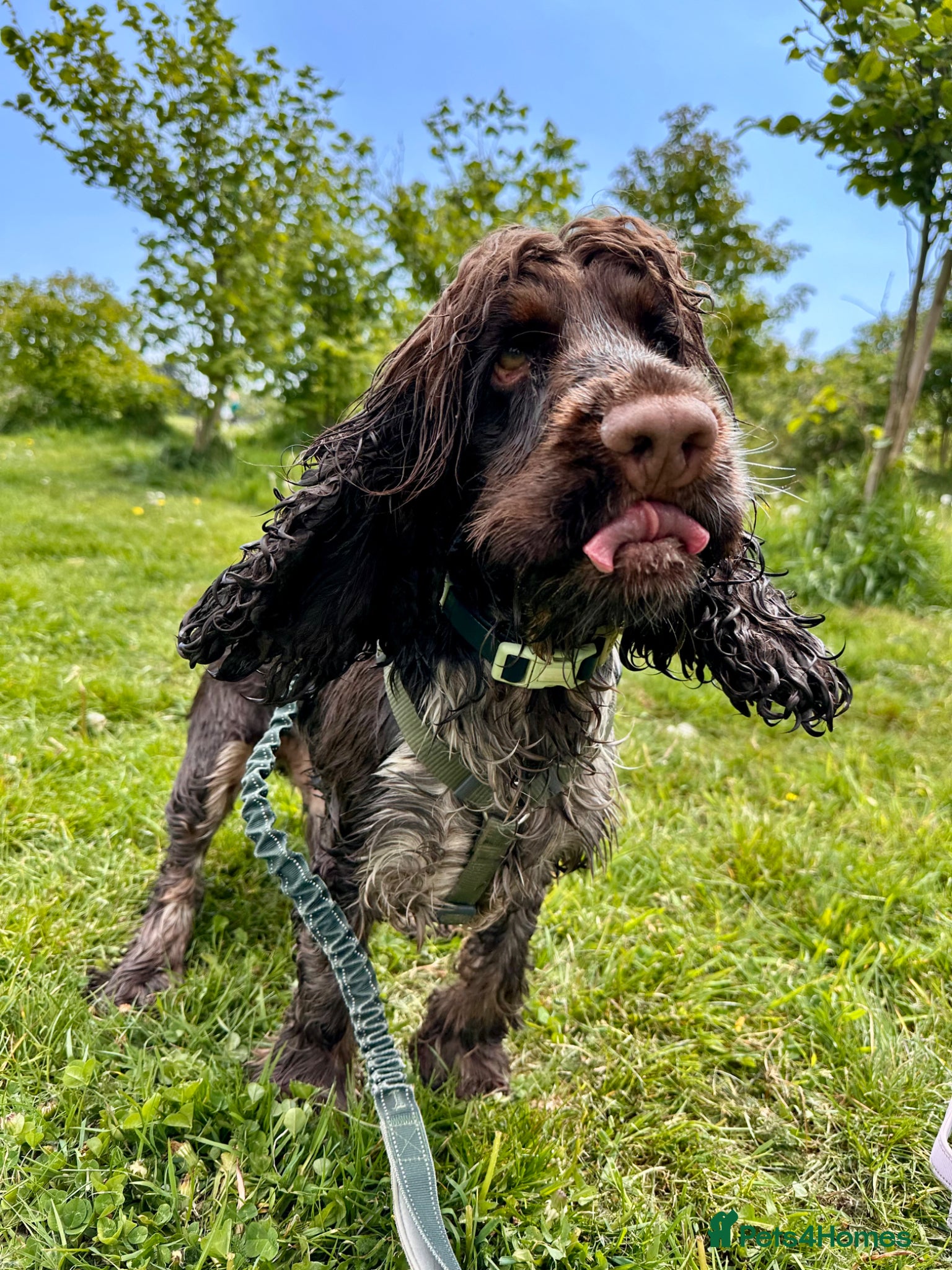 Cocker Spaniel dogs KC Show Cocker imported from Italy - Advert 1