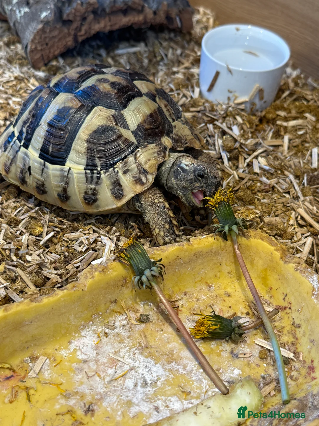 Hermann Tortoise reptiles for sale: Hermanns Tortoise  - Advert 2