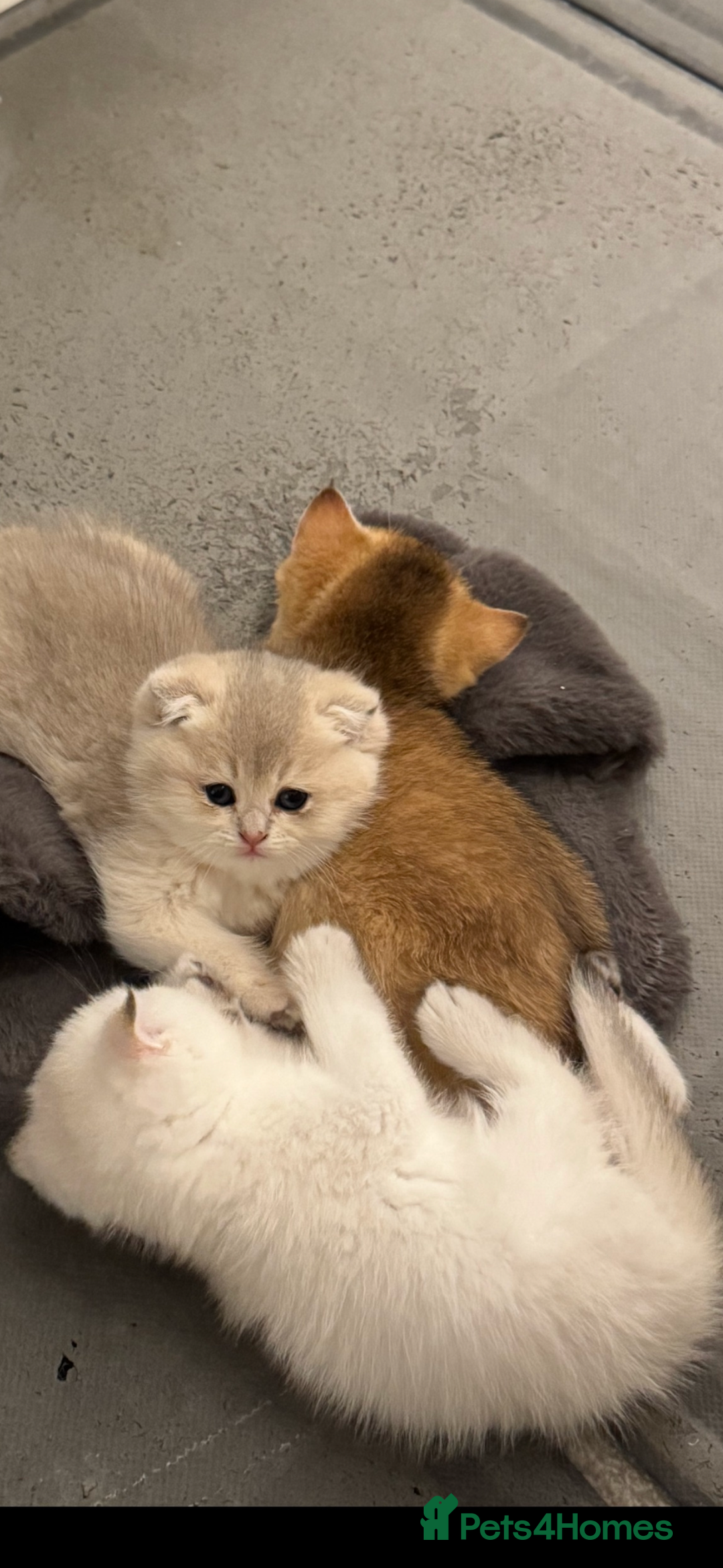 Scottish Fold cats for sale: six purebred Scottish kittens — all female,  - Advert 18