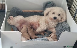 Poochon dogs for sale: Young Retired Poochon Seeking Her Forever Home  - Advert 3