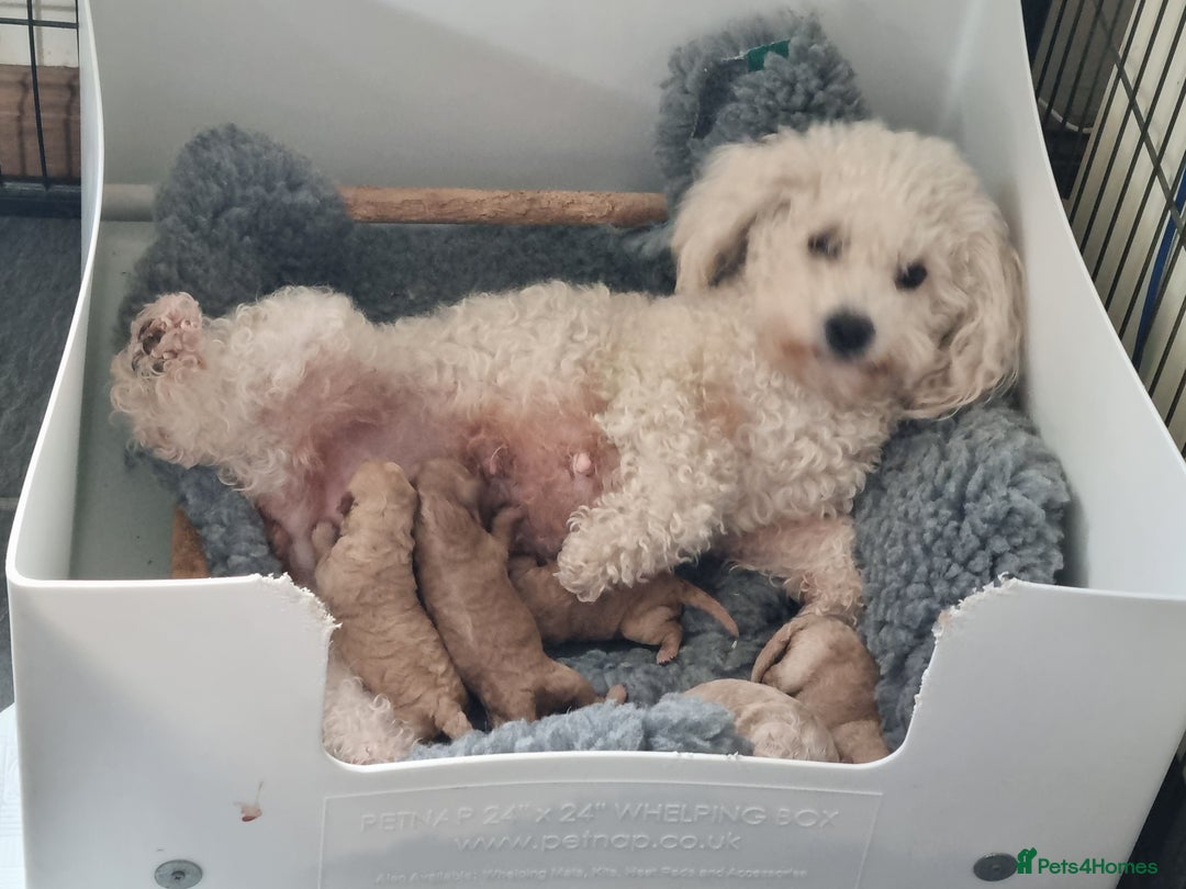 Poochon dogs for sale: Young Retired Poochon Seeking Her Forever Home  - Advert 3