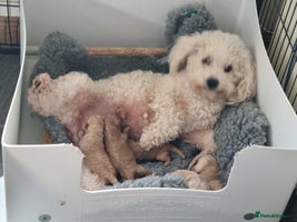 Poochon dogs Young Retired Poochon Seeking Her Forever Home - Advert 9