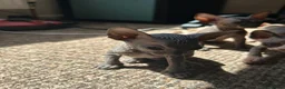 Sphynx cats for sale: 5 Canadian Sphynx kittens for sale - Advert 26