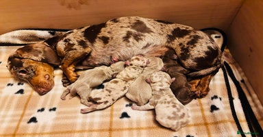 Miniature Dachshund dogs - Advert 4