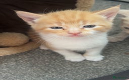 Domestic Shorthair cats for sale: Beautiful kittens ❤️❤️ - Image 10