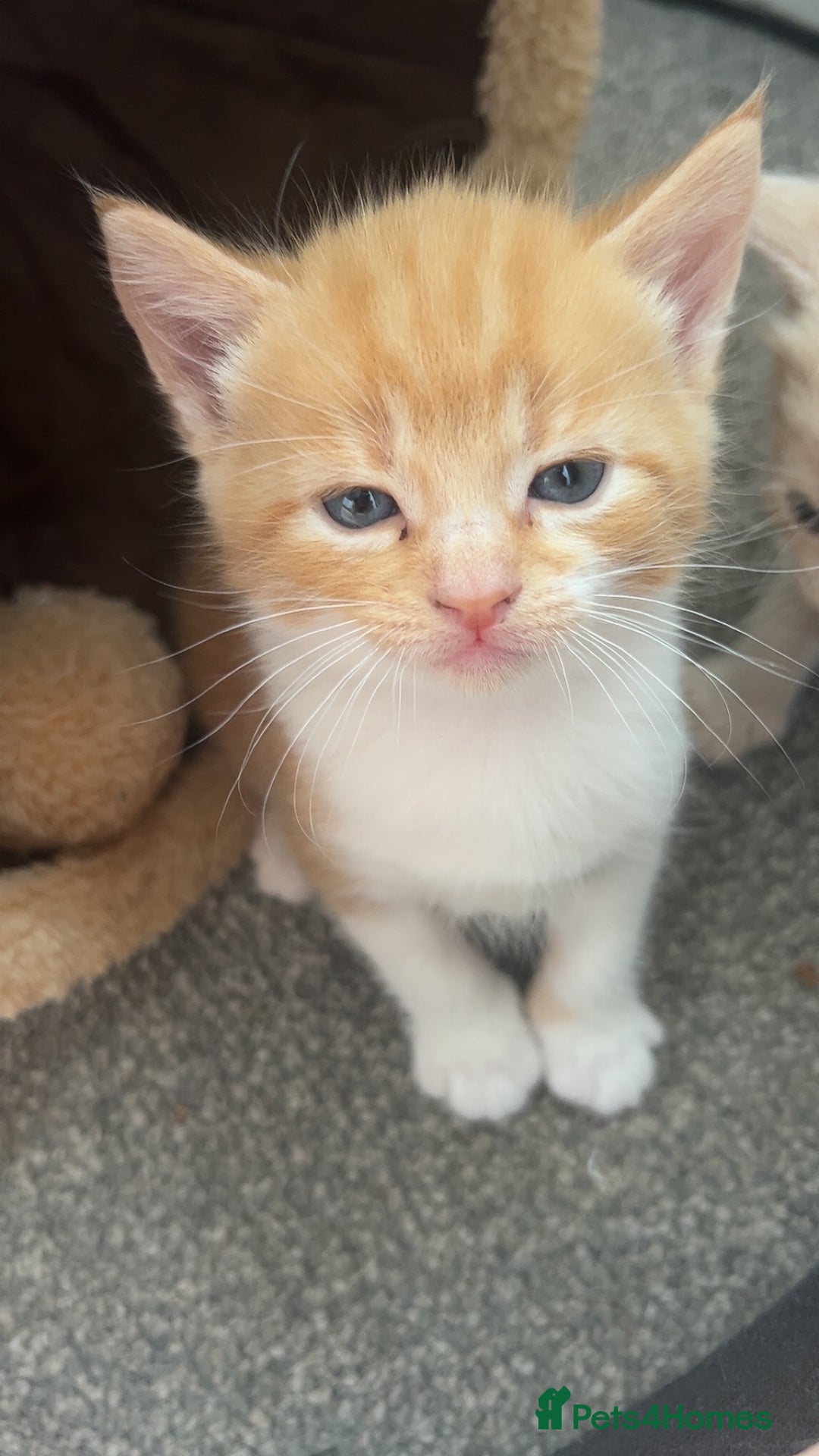 Domestic Shorthair cats for sale: Beautiful kittens ❤️❤️ - Image 10