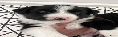 Border Collie Puppy 2