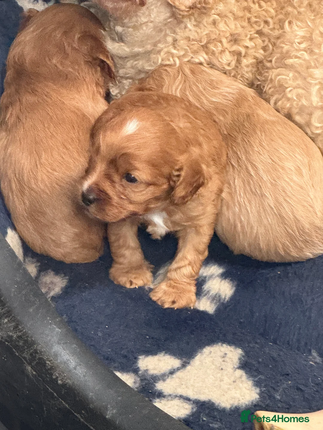 Cavapoo dogs for sale: Beautiful F1 Cavapoos  - Advert 5