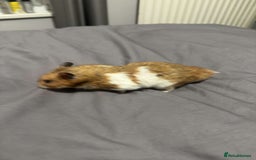 Hamster rodents for sale: Gorgeous 1 year old Syrian Hamster - Image 3