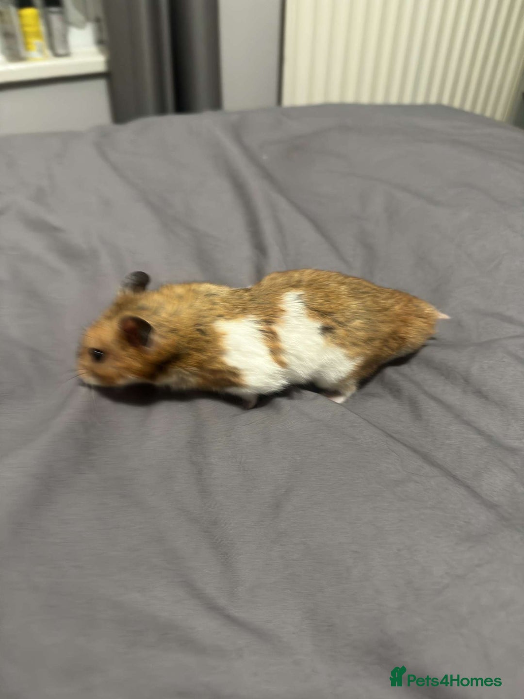 Hamster rodents for sale: Gorgeous 1 year old Syrian Hamster - Image 3