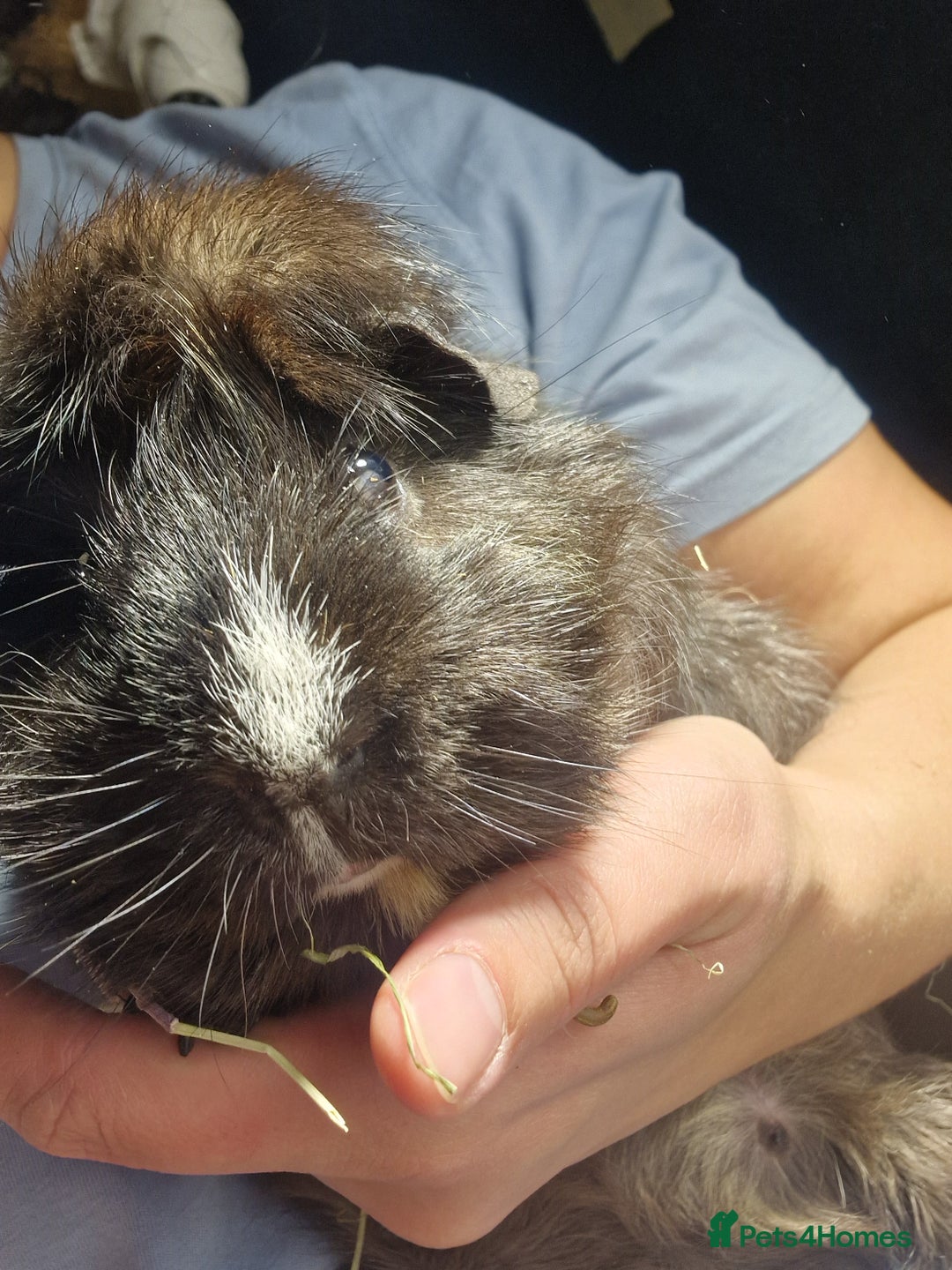 Guinea Pig rodents for sale: 2 male guinea pigs - Image 5