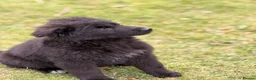 German Shepherd dogs for sale: 🐾 KC Registered German Shepherd Puppies 🐾 - Advert 10