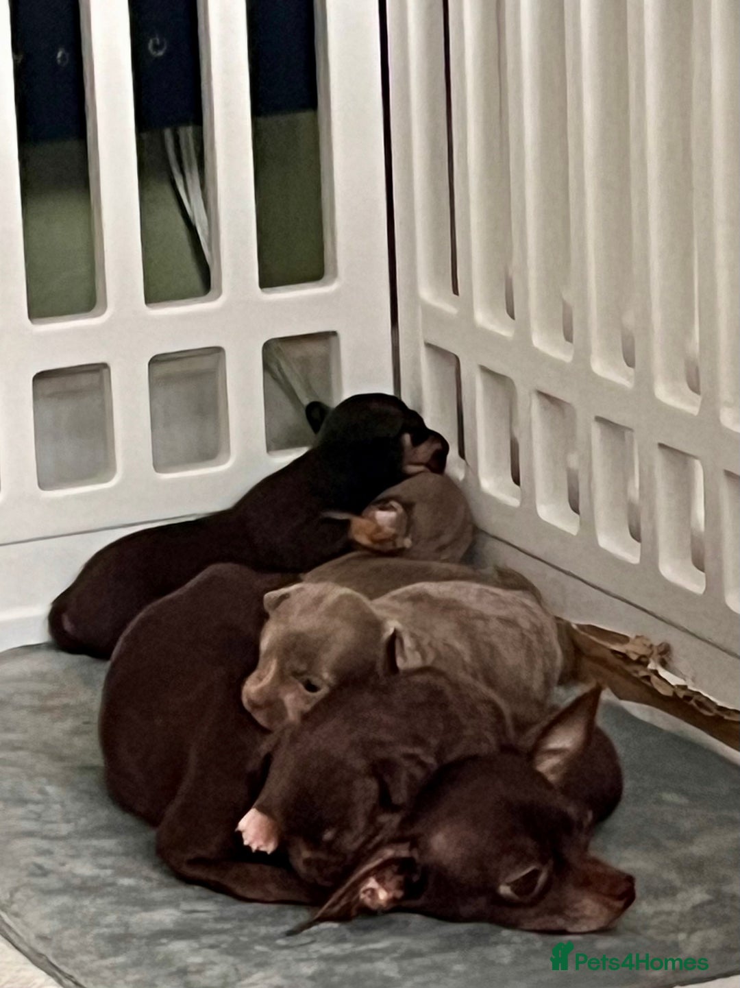 Chihuahua dogs for sale: 2 Male Chihuahuas  - Advert 2