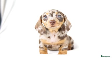 Miniature Dachshund dogs - Advert 2