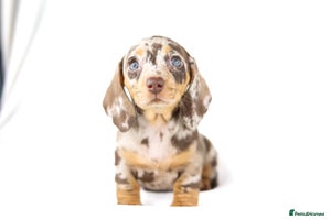 Miniature Dachshund dogs - Advert 16